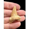 Fossilized shark tooth – Morocco