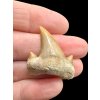 Fossilized shark tooth – Morocco