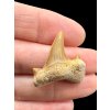 Fossilized shark tooth – Morocco