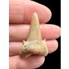 Fossilized shark tooth – Morocco
