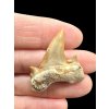 Fossilized shark tooth – Morocco