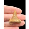 Fossilized shark tooth – Morocco