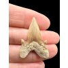 Fossilized shark tooth – Morocco