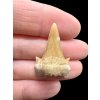 Fossilized shark tooth – Morocco