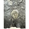 Trilobite Aulacopleura konincki – Lodenice u Berouna, CZ