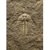 Trilobite Aulacopleura konincki – Lodenice u Berouna, CZ