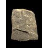 Trilobit Aulacopleura konincki – Loděnice u Berouna, ČR