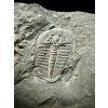 Trilobit Aulacopleura konincki – Loděnice u Berouna, ČR