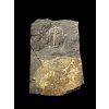 Trilobit Aulacopleura konincki – Loděnice u Berouna, ČR