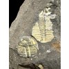 Trilobit Aulacopleura konincki – Loděnice u Berouna, ČR