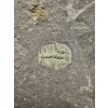 Trilobit Aulacopleura konincki – Loděnice u Berouna, ČR