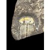Trilobite Aulacopleura konincki – Lodenice u Berouna, CZ