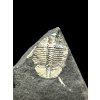 Trilobit Aulacopleura konincki – Loděnice u Berouna, ČR