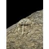 Trilobit Aulacopleura konincki – Loděnice u Berouna, ČR
