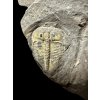 Trilobit Aulacopleura konincki – Lodenice u Berouna, CZ