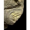 Trilobit Aulacopleura konincki – Loděnice u Berouna, ČR