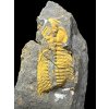 Trilobit Eccoparadoxides Pusillus – Rejkovice, CZ