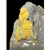 Trilobit Eccoparadoxides Pusillus – Rejkovice, ČR