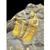 Trilobite Eccoparadoxides Pusillus – Rejkovice, CZ