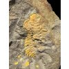 Trilobite Eccoparadoxides Pusillus – Rejkovice, CZ