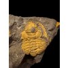 Trilobite Eccoparadoxides Pusillus – Rejkovice, CZ