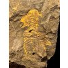 Trilobit Eccoparadoxides Pusillus – Rejkovice, CZ