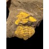 Trilobite Eccoparadoxides Pusillus – Rejkovice, CZ