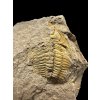Trilobite Eccoparadoxides Pusillus – Rejkovice, CZ