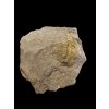 Trilobite Eccoparadoxides Pusillus – Rejkovice, CZ