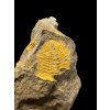 Trilobite Eccoparadoxides Pusillus – Rejkovice, CZ