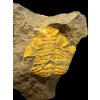 Trilobit Eccoparadoxides Pusillus – Rejkovice, ČR