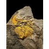 Trilobite Eccoparadoxides Pusillus – Rejkovice, CZ