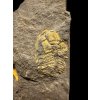 Trilobit Eccoparadoxides Pusillus – Rejkovice, ČR