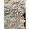 Trilobit Eccoparadoxides Pusillus – Rejkovice, ČR