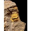 Trilobite Eccoparadoxides Pusillus – Rejkovice, CZ