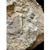 Trilobit Eccoparadoxides Pusillus – Rejkovice, ČR