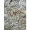 Trilobite Conocoryphe sulzeri – Jince, CZ