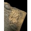 Trilobit Conocoryphe sulzeri – Jince, CZ