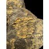 Trilobite Conocoryphe sulzeri – Jince, CZ