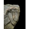 Trilobit Conocoryphe sulzeri – Jince, CZ