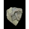 Trilobit Conocoryphe sulzeri – Jince, CZ