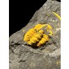 Trilobit Acadolenus snajdri – Rejkovice, CZ