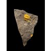 Trilobite Acadolenus snajdri – Rejkovice, CZ