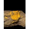 Trilobit Acadolenus snajdri – Rejkovice, CZ