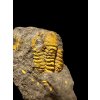 Trilobit Acadolenus snajdri – Rejkovice, ČR