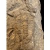 Trilobite Conocoryphe cirina – Rejkovice, CZ