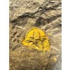 Trilobit Conocoryphe cirina – Rejkovice, CZ