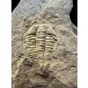 Trilobite Conocoryphe cirina – Rejkovice, CZ