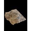 Trilobite Conocoryphe cirina – Rejkovice, CZ