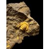 Trilobit Conocoryphe cirina – Rejkovice, CZ